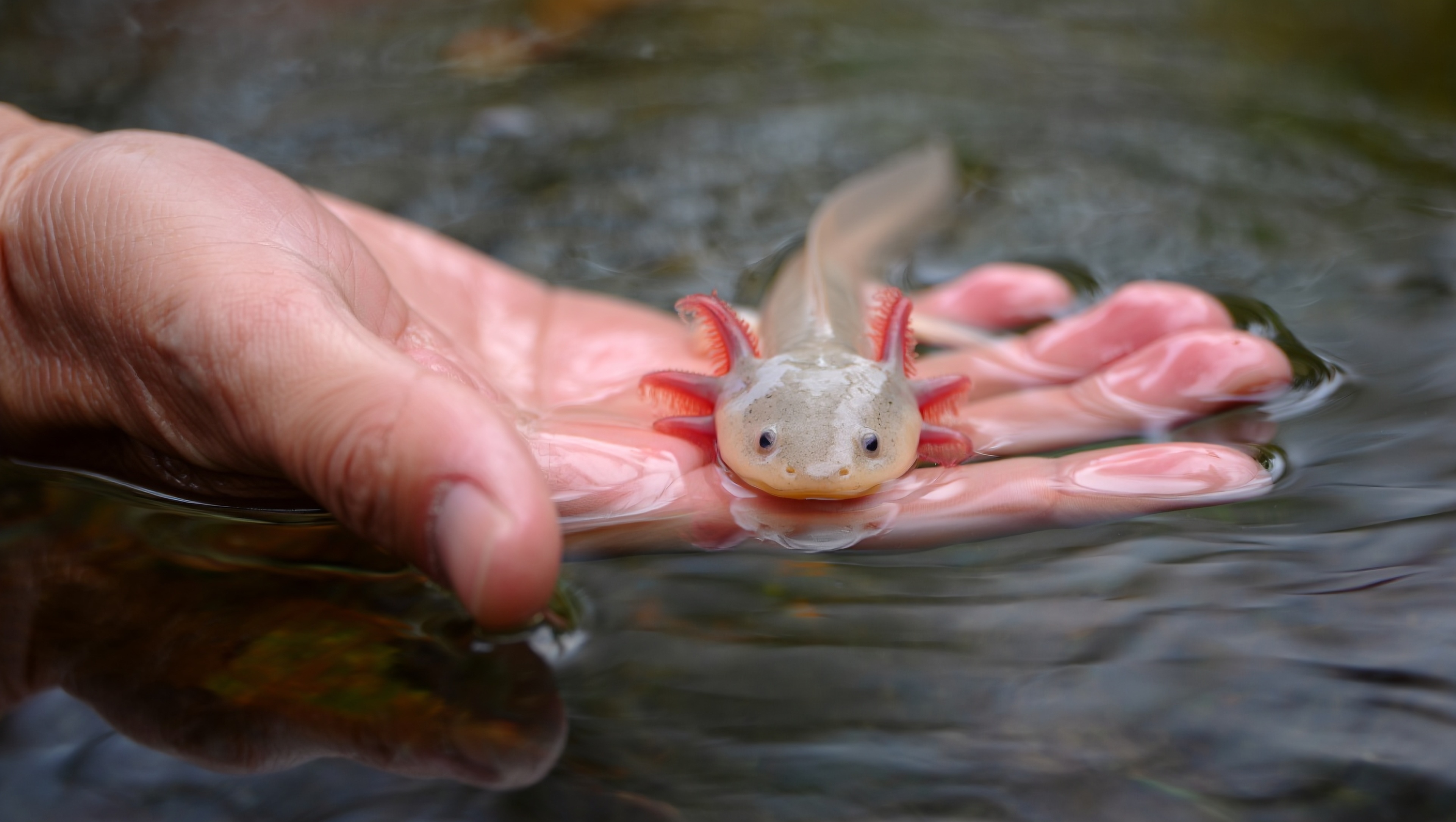 An axolotl resting gently in someone's hand