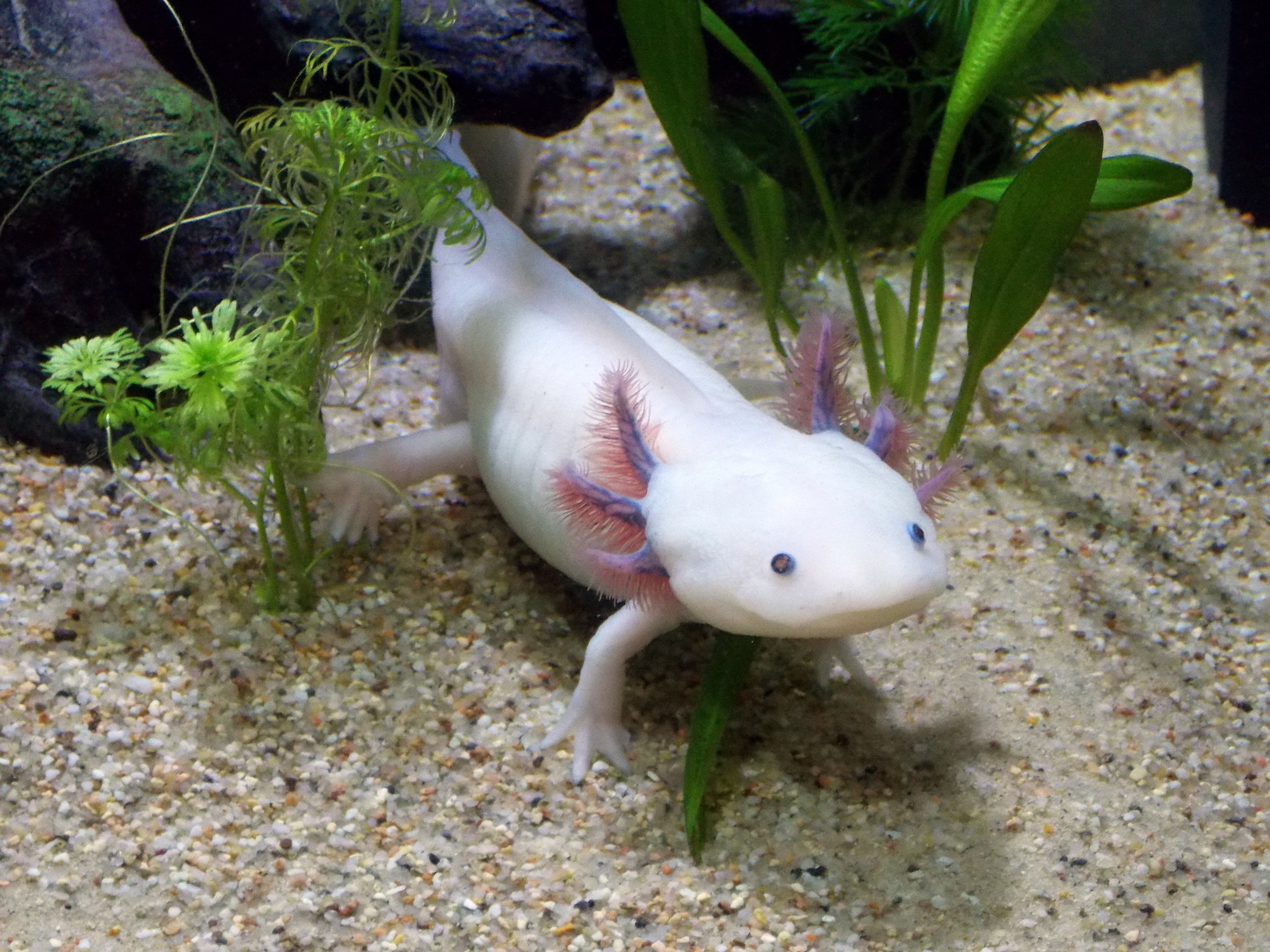 A white axolotl